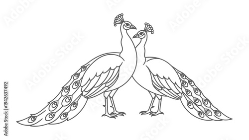 Graceful Peacock Duo in intricate Line Art:  two elegant peacocks pose, their bodies and majestic tail feathers meticulously rendered in an artistic line-drawing.