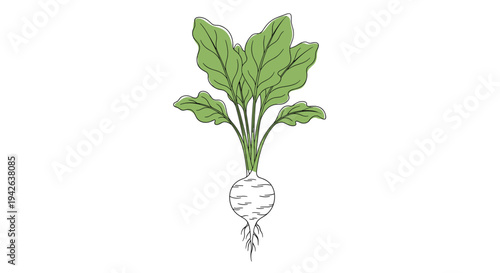 Hand drawn illustration of a fresh turnip or radish root with large green leaves and a thin taproot at the bottom.