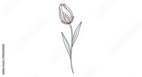 Single tulip flower sketch in a delicate and elegant style features soft pink tones and fine line work on the petals.