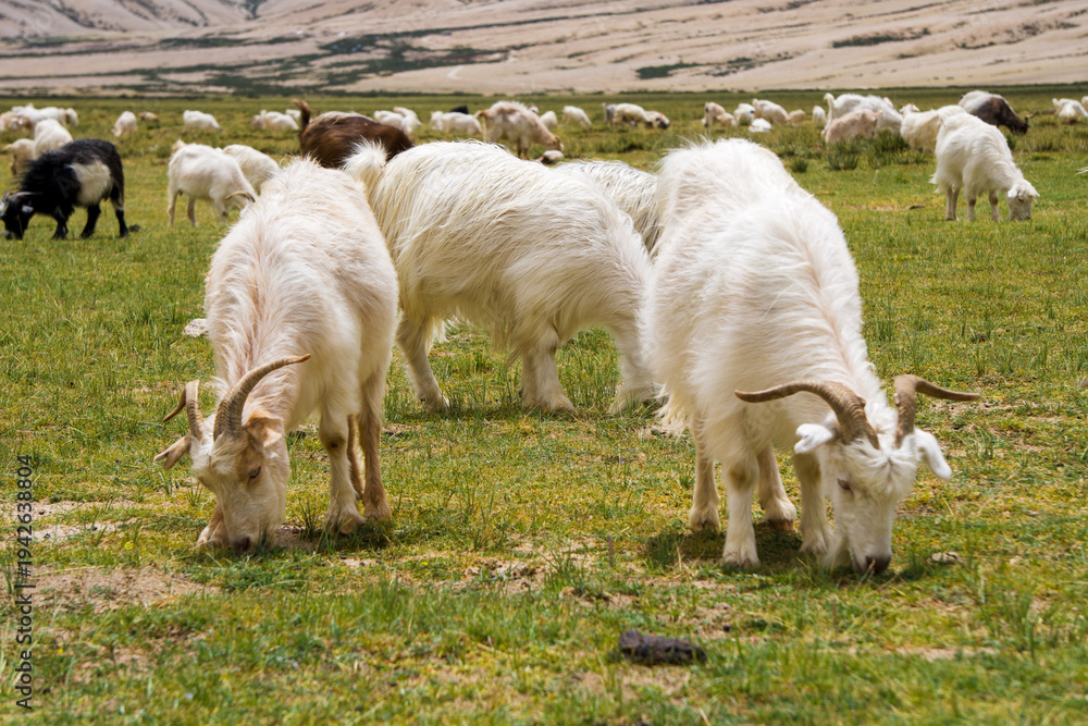 Fototapeta premium pashmina sheep grazing grass in field