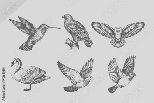 Vintage engraving isolated bird set illustration ink humming sketch. Ink bird sketch Sparrow, pigeon, swan, eagle, owl, woodpecker