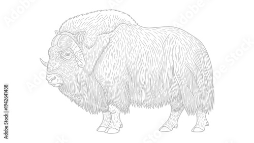 Musk Ox Sketch: A detailed line drawing captures the majestic musk ox, showcasing its shaggy coat, curved horns, and sturdy build, a testament to its Arctic resilience.