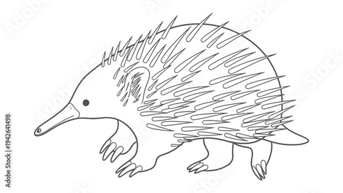 Echidna Illustration: A minimalist line art illustration of an echidna, showcasing its distinctive spiky body, short legs, and elongated snout, perfect for educational resources and design projects.