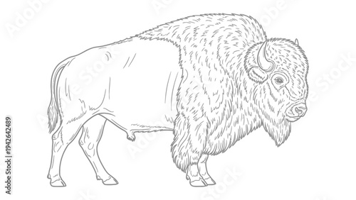 Majestic Bison Illustration: A detailed line drawing of a powerful bison, capturing its strength and imposing presence in a classic monochrome illustration style.