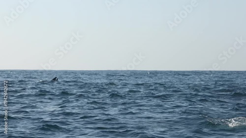 Intense sardine run encounter on the Wild Coast of South Africa, filmed from water level as dolphins launch high out of waves, racing, leaping and rapidly interacting while hunting sardines in ocean