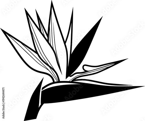 Bird of paradise flower, also known as strelitzia, a tropical plant icon. Botanical blossom element vector illustration for design