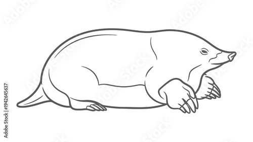 Mole Outline: A minimalist line drawing captures the distinctive features of a mole, highlighting its subterranean adaptation and unique form.