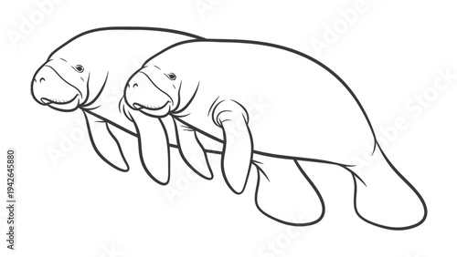 Manatees in tandem: The line art presents the gentle giant, the manatee, in a simple yet endearing illustration that speaks to the peace these creatures exude. Showing aquatic nature.