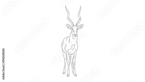 Gazelle Line Art: An elegant gazelle, its graceful form meticulously captured in a stunning line art rendering. Showcasing the animal's slender physique and impressive antlers.