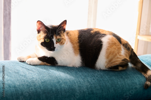 photograph of a multicolored kitten
