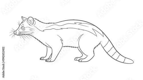 Civet Silhouette: A detailed line drawing showcases the elegant form of a civet, highlighting its distinctive features in a simple yet striking design.