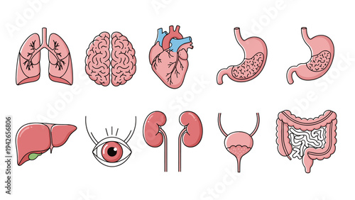 Educational collection of ten colorful human internal organ icons including lungs, brain, heart, and digestive system.