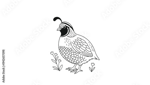 A simple and elegant black and white line art illustration of a California quail standing among small flowers, isolated on a plain white background.