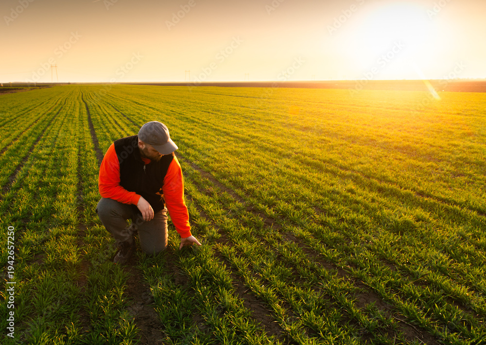 Fototapeta premium Young farmer examing planted young wheat