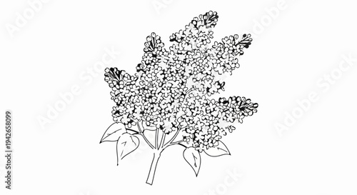 Detailed black and white sketch of a blooming lilac branch with delicate leaves