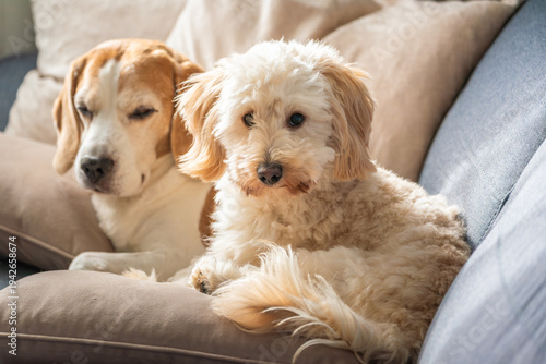 Two Different Breed Dogs Resting Together on Couch
