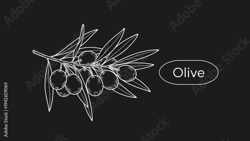 Chalkboard style illustration of an olive branch with green olives and leaves accompanied by elegant white text on a solid black background.