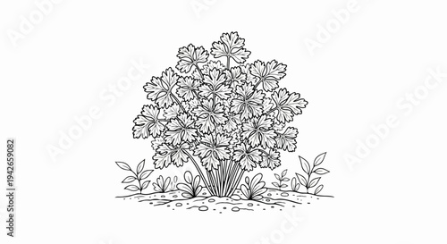 Detailed black and white illustration of a bushy herb plant with textured leaves