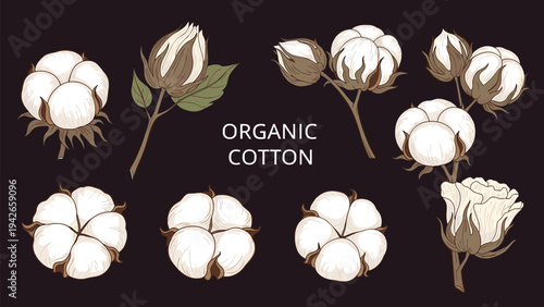 Detailed botanical drawings of organic cotton bolls and flowers in various stages of growth presented on a dark background for artistic study.