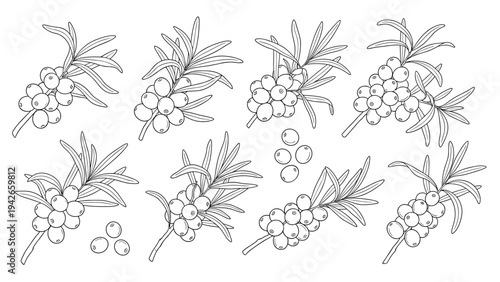 Collection of hand drawn sea buckthorn branches with berries and leaves shown as black and white sketches for herbal and food design.