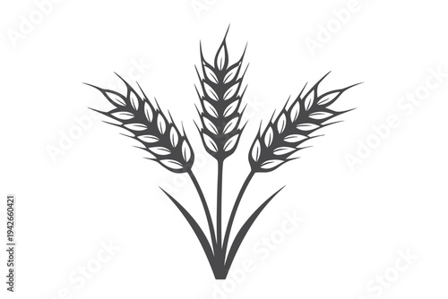 of Gray Wheat Stalks on White Background