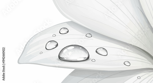 Close up of a white flower petal with clear water droplets