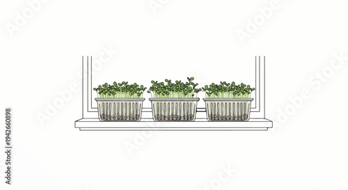 Three containers of microgreens growing on a windowsill