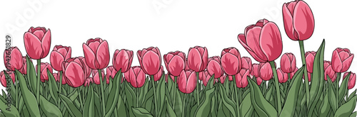 A dense field of pink tulips and green foliage against a white background