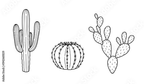 Minimal hand drawn cactus collection desert succulent vector