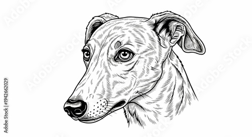 Detailed ink drawing of a greyhound's head in profile, facing left