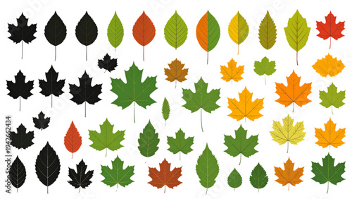 Autumn and Green Tree Leaves Collection – Botanical Foliage Vector Set