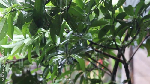 Dynamic Raindrops Gently Falling on Vibrant Green Leaves and Branches in a Lush Natural Environment