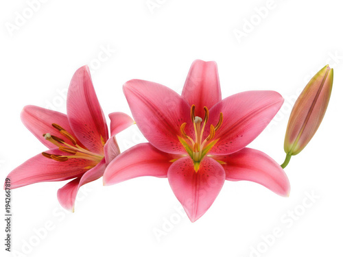 Pink lilies in full bloom isolated on transparent background