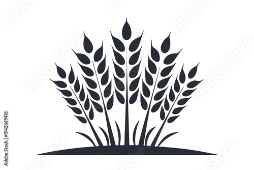 Wheat Stalks on Ground on White Background, Isolated Crop Field