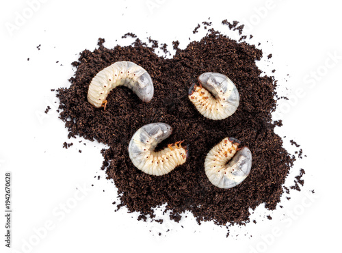 Photography Group of four L3 stage Kabutomushi Japanese rhinoceros beetle - Trypoxylus dichotomus larvae on breeding flake substrate soil isolated on white background