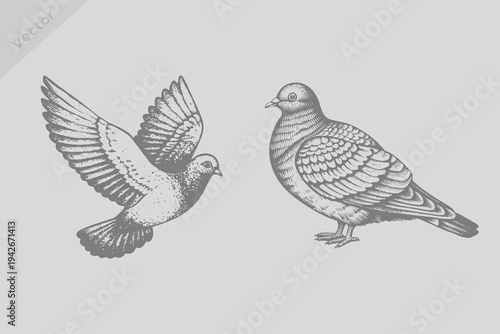 hand-drawn pigeons bird illustrations in engraved style. Vintage black sketch pigeons bird. old engraving style, monochrome line art, antique bird drawing