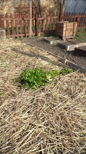 Garden scene with permaculture beds. Beautiful permaculture raised bed garden with flourishing veggies and herbs. Vertical shot