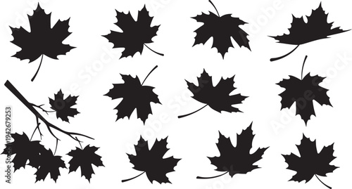 Collection of black maple leaf silhouettes on white background