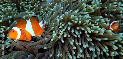 Obraz na płótnie Philippines sea life