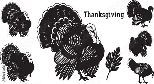 Black and white turkeys for Thanksgiving holiday celebration