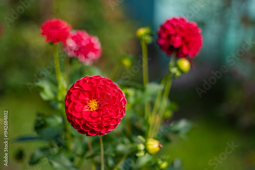 Tableau sur toile Red Zinnia elegans flowers in bloom, Dahlia-flowered Zinnia in a summer garden,