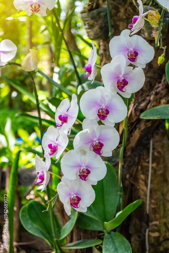 White orchid flower blooming on tropical garden plant with soft natural background and sunlight