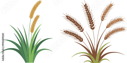 Two stylized wheat stalks with green leaves and golden or brown seed heads on a white background grass