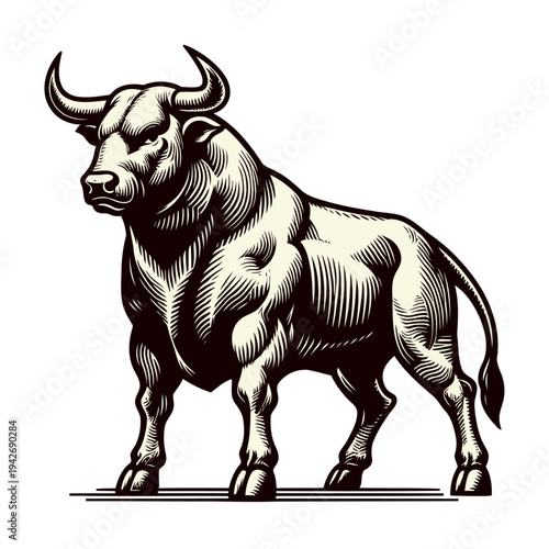 Bull vector and illustration.