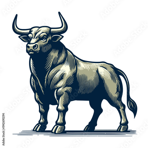 Bull vector and illustration.