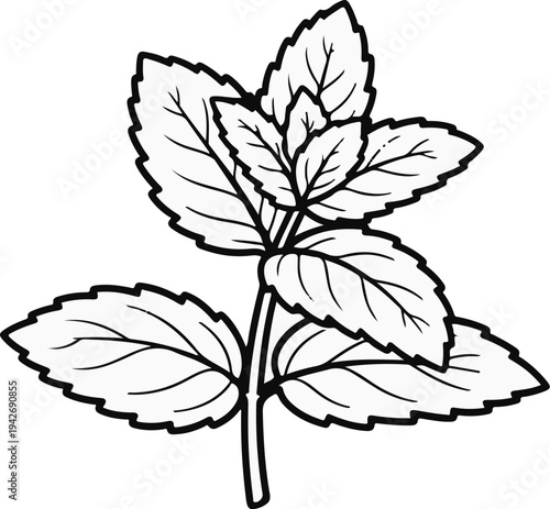 A detailed black and white outline drawing of a sprig of mint leaves