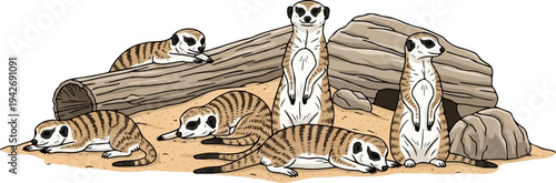 A group of meerkats relaxing near a fallen log and rocks