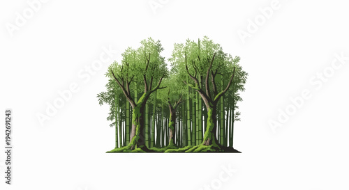 A grove of lush green bamboo trees with moss-covered trunks