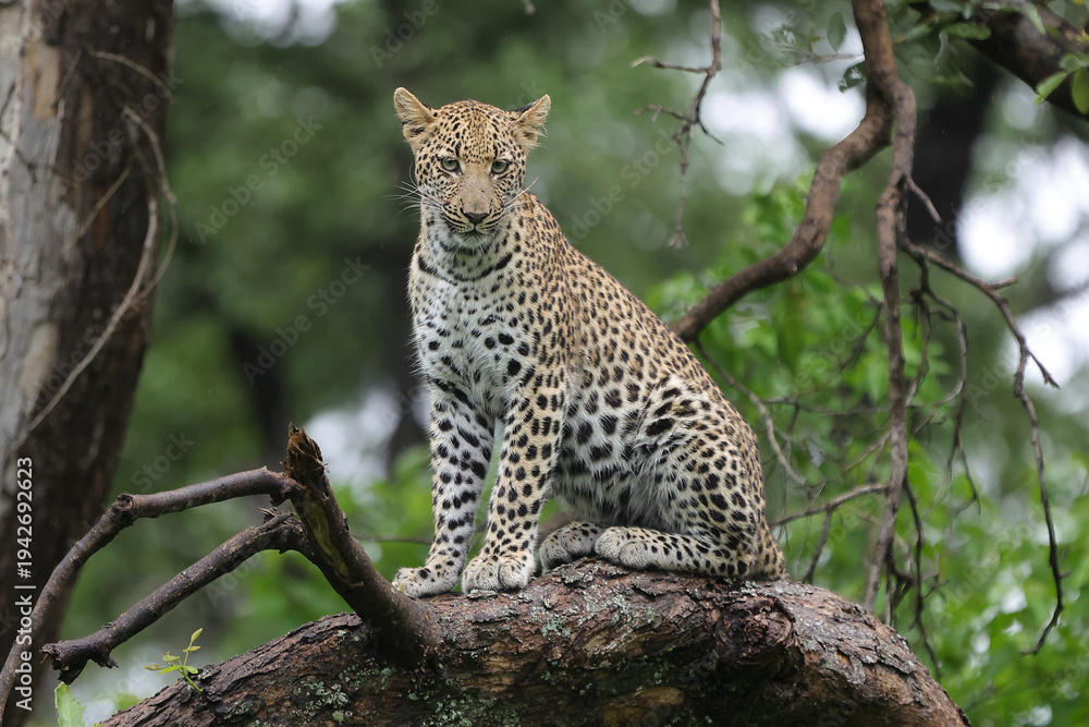 Fototapeta premium Leopard in Tree