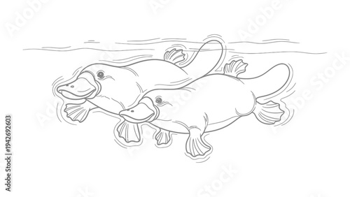 Playful Platypus Duo in water: Capturing the unique charm of the platypus, this illustration depicts two of these fascinating creatures playfully swimming in the water. 